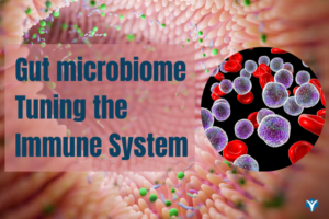 Gut microbiome affects the immune system